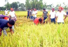 কৃষকের ধান কেটে দিচ্ছে পুলিশ ধান কাটা