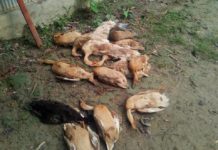 গনপ্রজাতন্ত্রী বাংলাদেশ সরকারের কাছে প্রশ্ন! হাসের কলেরা